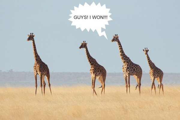 Giraffes winning competition in desert.jpg